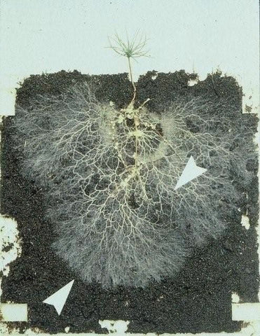 Foot Granular Mycorrhizae 10 lbs.